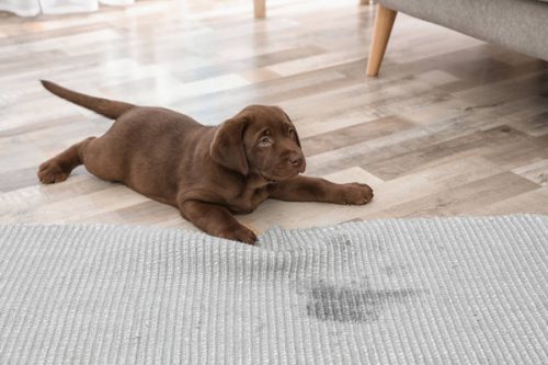dog pee dog pee